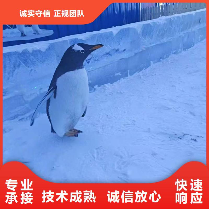 规格齐全的企鹅展览批发商