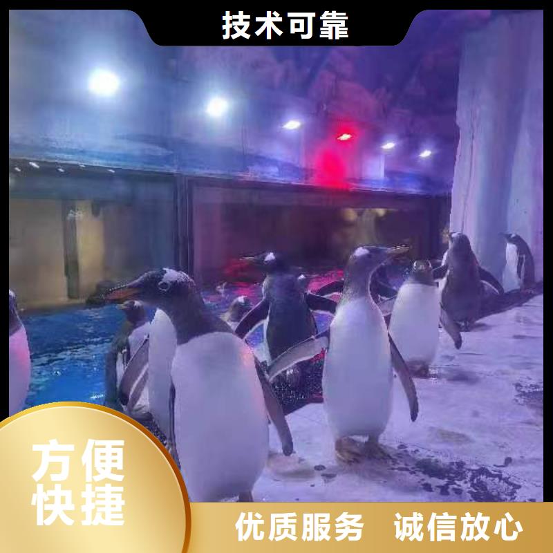 企鹅展览老客户回购较多