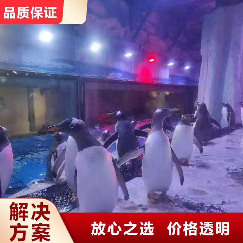 规格全的企鹅出租品牌厂家