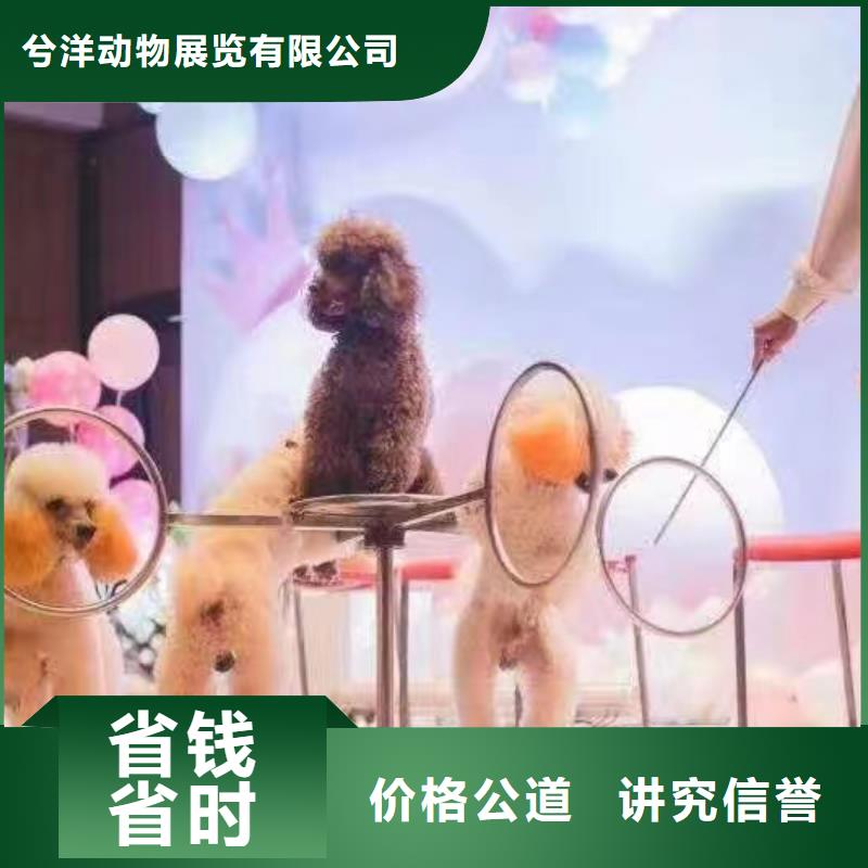 马戏团/羊驼【企鹅表演】实力强有保证
