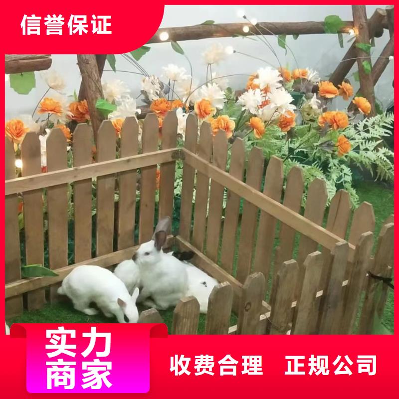 【马戏团/羊驼】观赏性羊驼租赁良好口碑