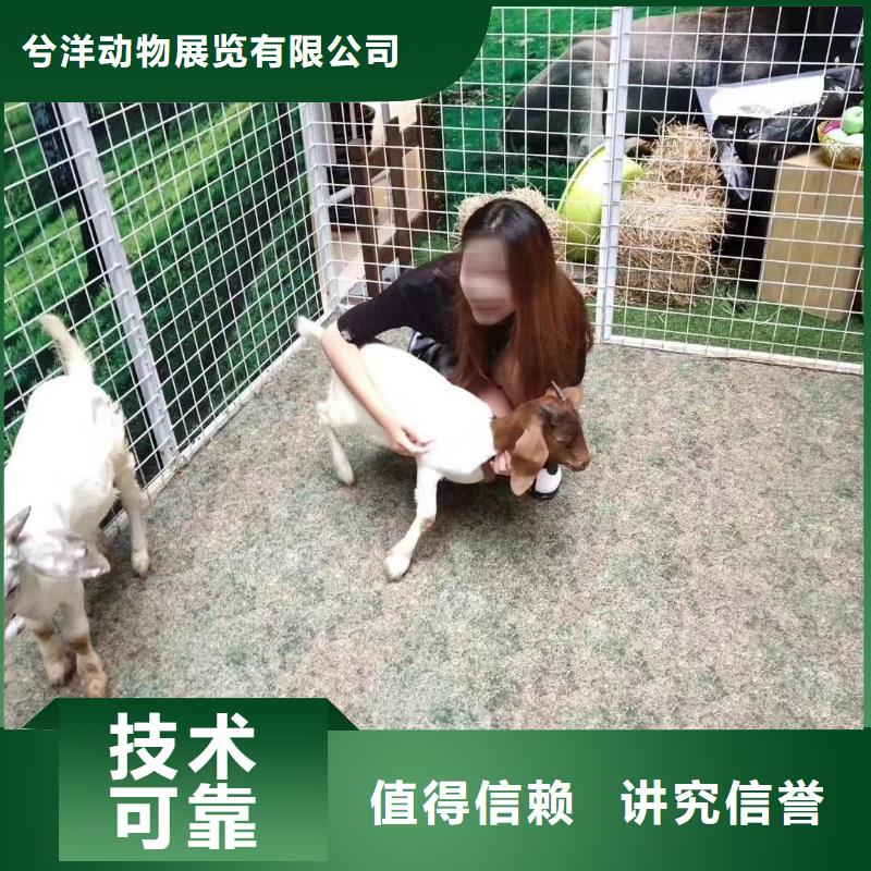 马戏团/羊驼_【出租海狮表演】质优价廉