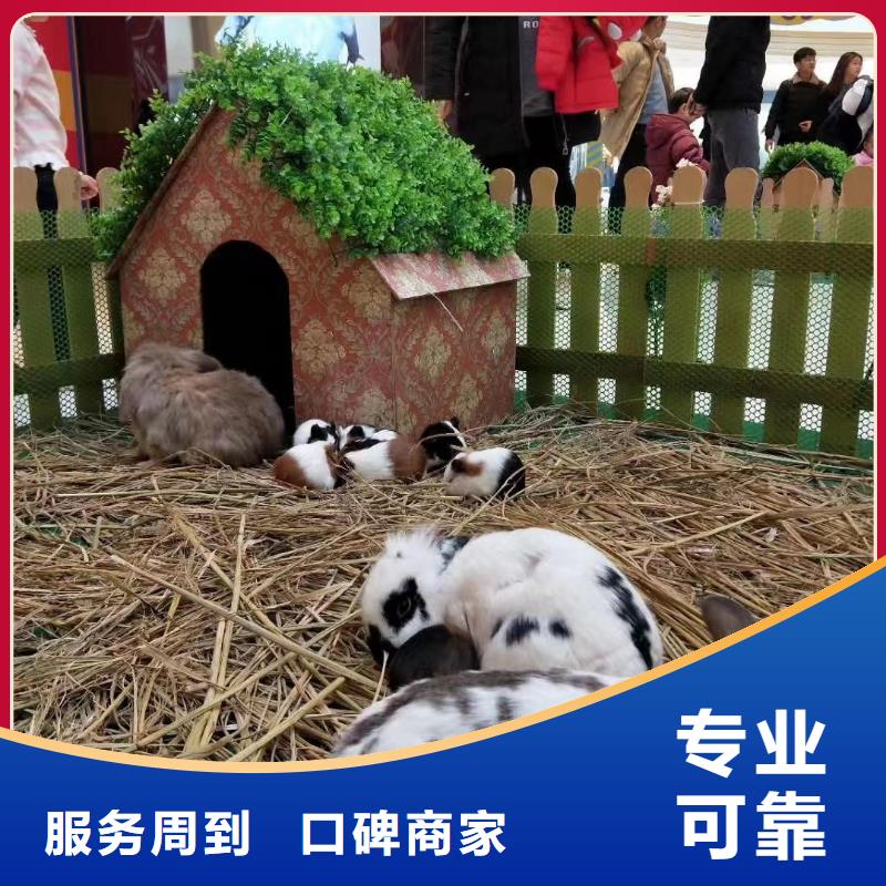 马戏团/羊驼,小香猪宠物出租欢迎询价