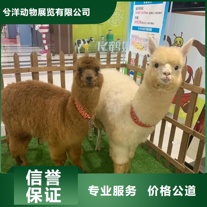 马戏团/羊驼_表演动物出租案例丰富