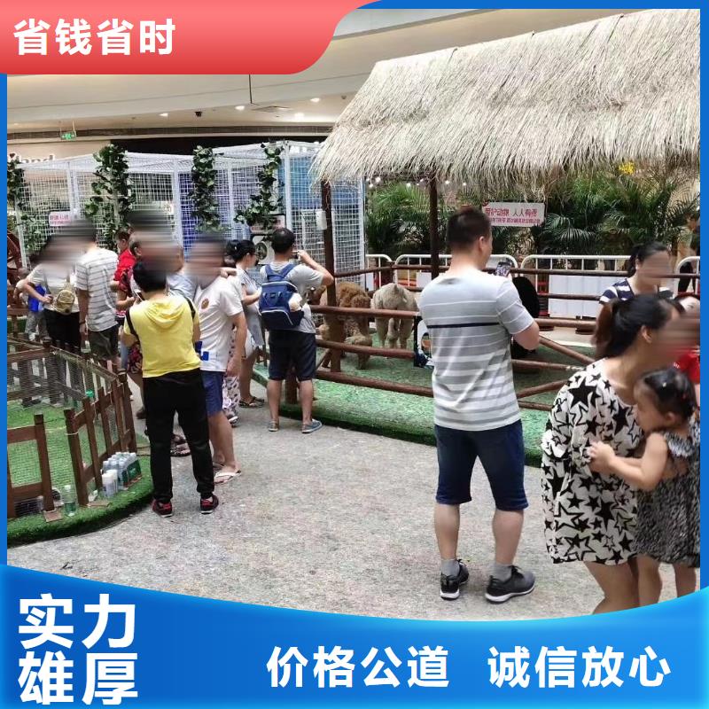 【马戏团/羊驼】海狮表演出租口碑公司