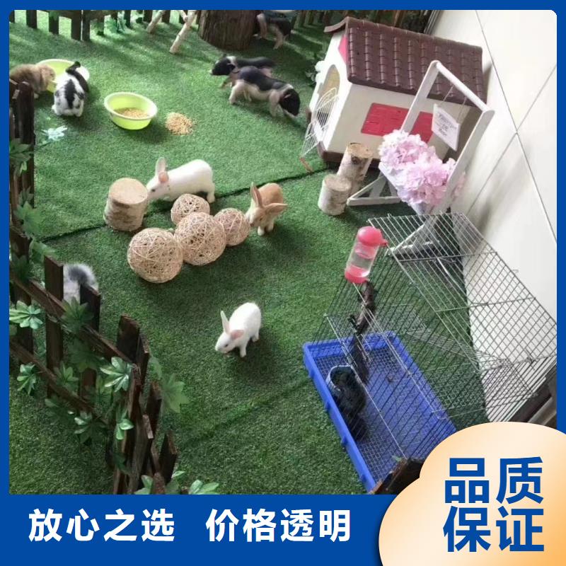 马戏团/羊驼【美人鱼出租演出】先进的技术
