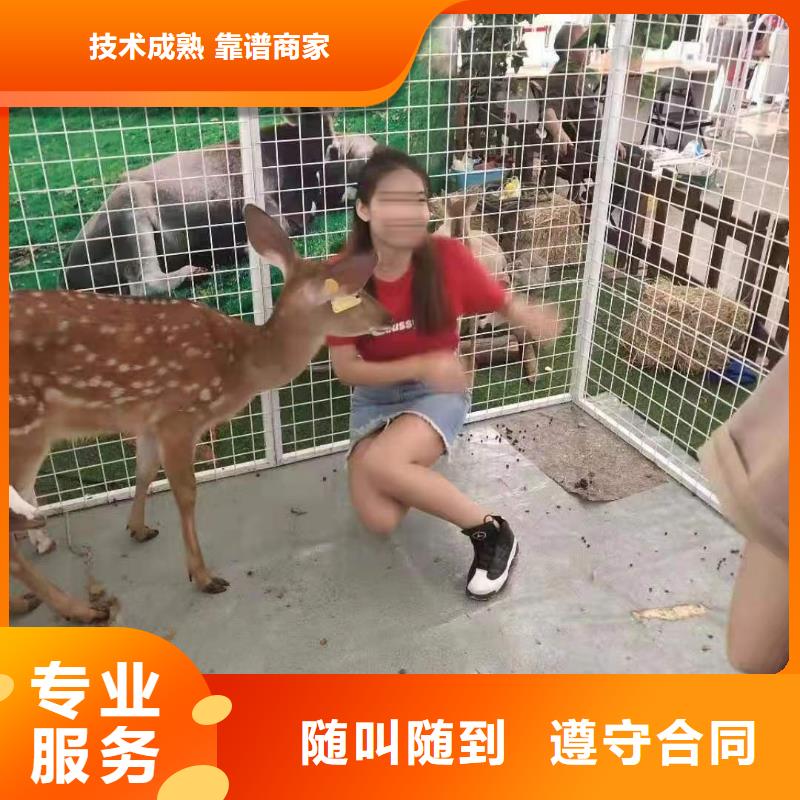马戏团/羊驼羊驼出租技术精湛