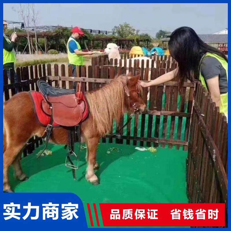 马戏团/羊驼出租羊驼售后保障
