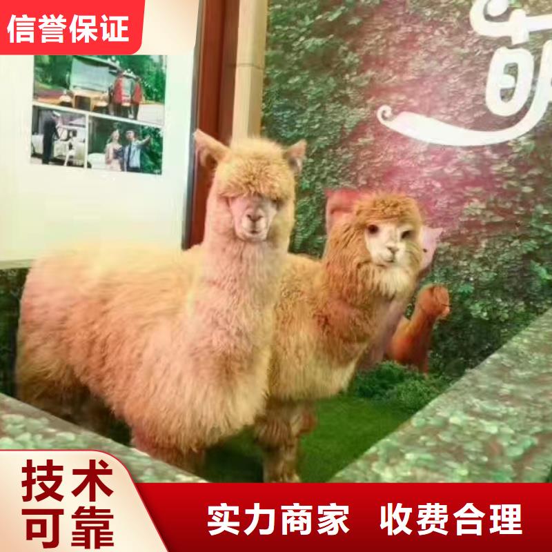 马戏团/羊驼 出租表演萌宠品质好
