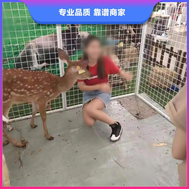马戏团/羊驼出租马戏团表演多年行业经验
