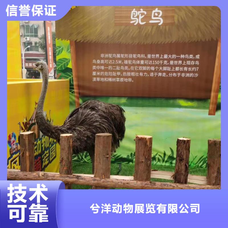 马戏团/羊驼-海洋展租赁有实力