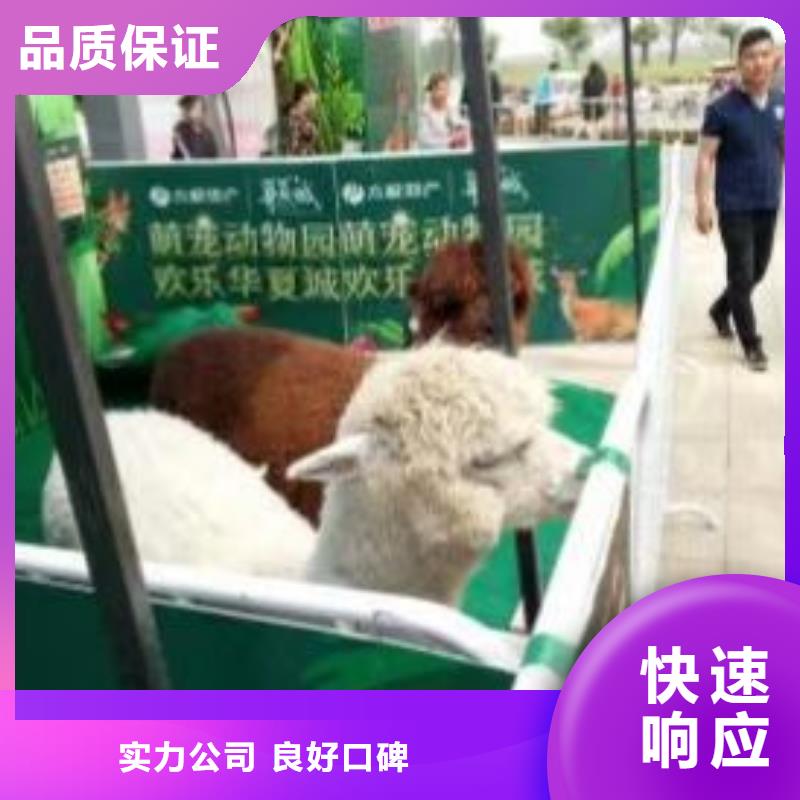 马戏团/羊驼-羊驼出租高性价比