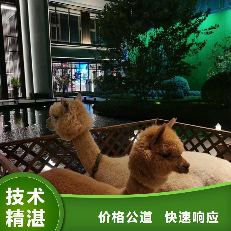 马戏团/羊驼小香猪宠物出租高品质