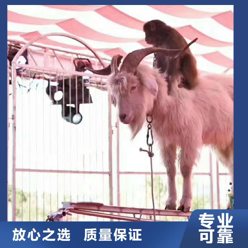 马戏团/羊驼美人鱼表演从业经验丰富