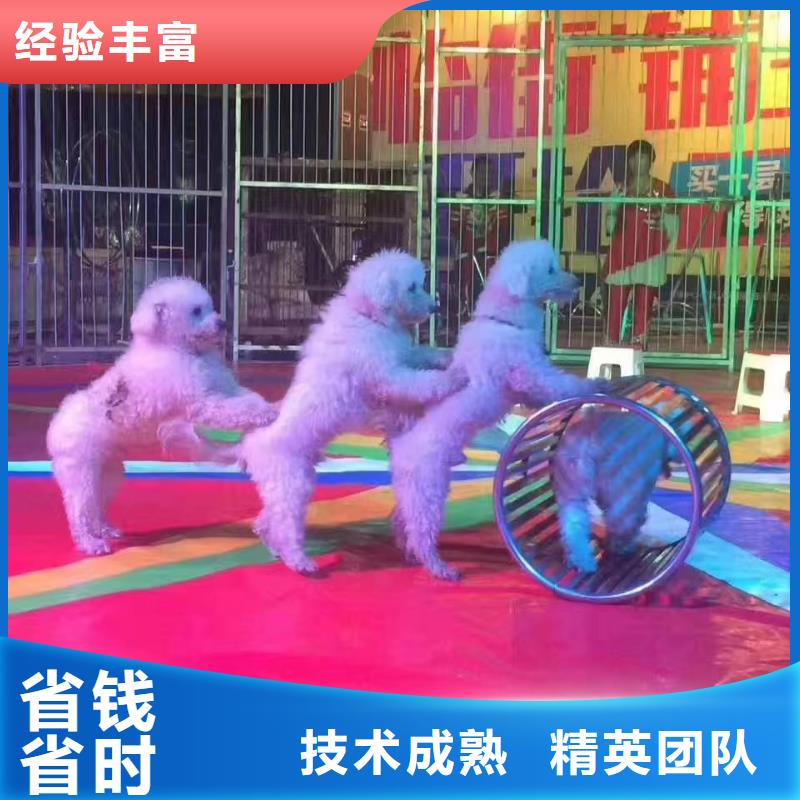 马戏团/羊驼海洋展租赁技术成熟