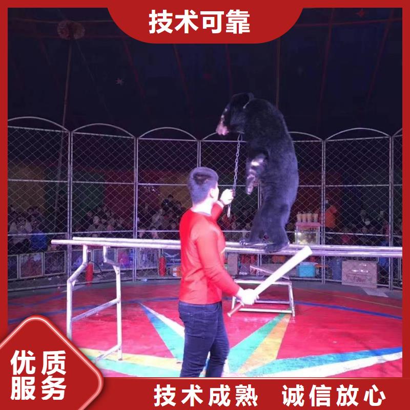 【马戏团/羊驼】_草泥马羊驼租赁专业服务
