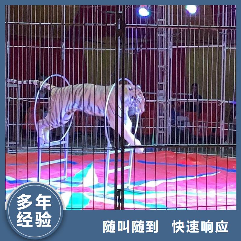 马戏团/羊驼_海狮演出齐全