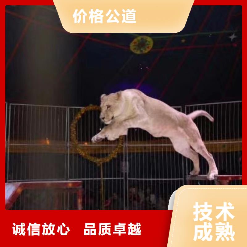 【马戏团/羊驼】 【企鹅表演】品质保证