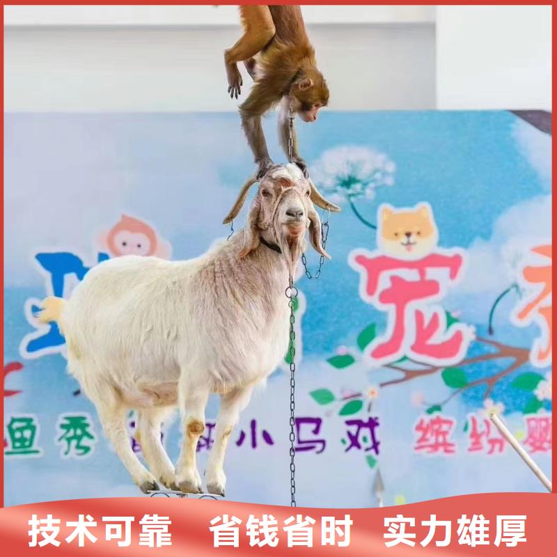 【马戏团/羊驼,动物表演讲究信誉】