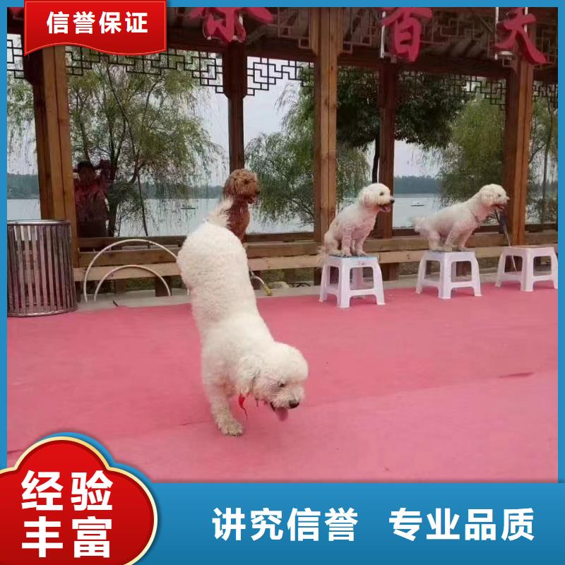 【马戏团/羊驼】 羊驼表演长期合作
