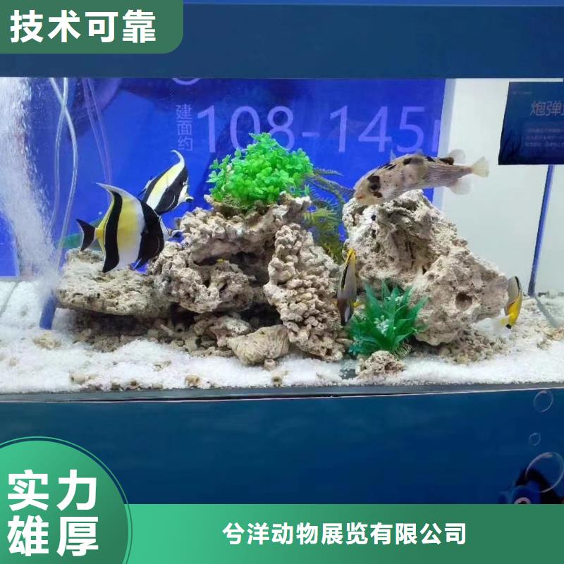 海洋主题动物表演 【租赁美人鱼表演】技术可靠