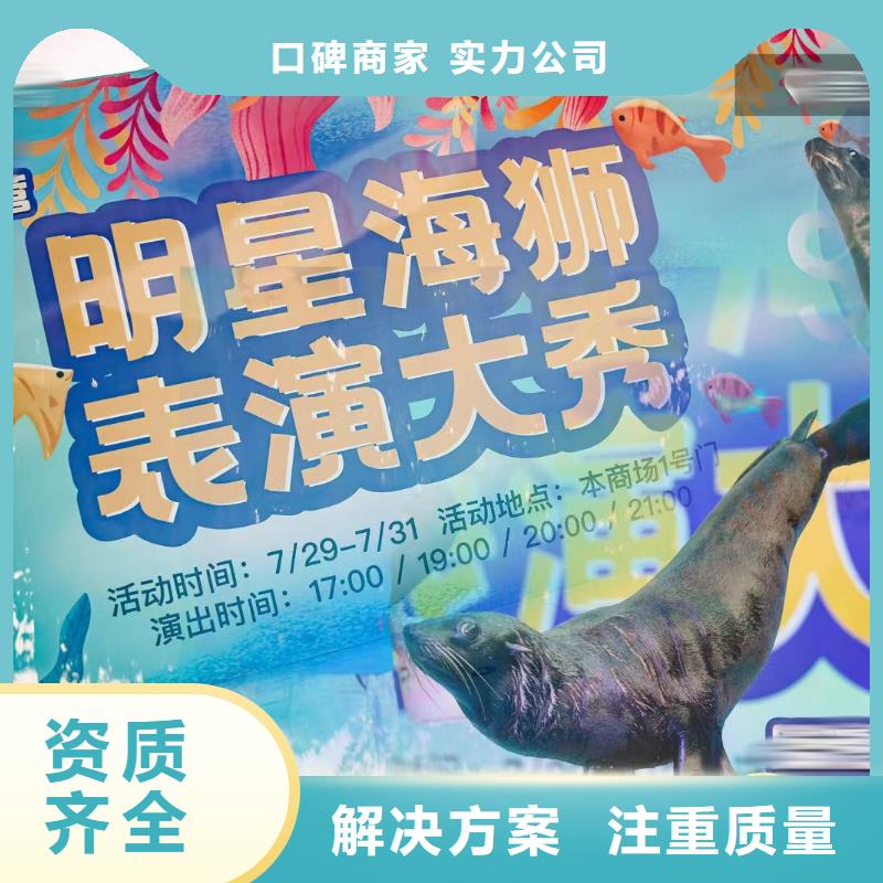 海洋主题动物表演【活体羊驼租赁】技术可靠