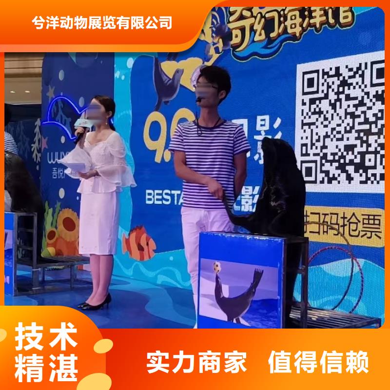 海洋主题动物表演_海狮演出明码标价