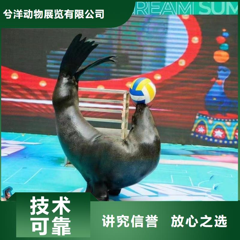 【海洋主题动物表演】-海狮表演出租2024专业的团队