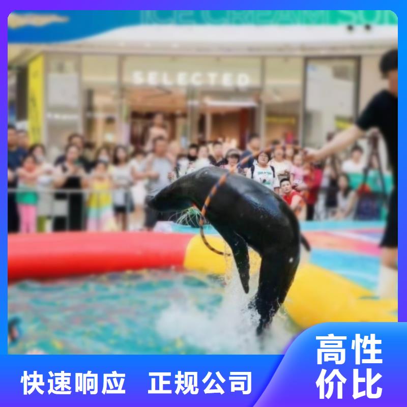 海洋主题动物表演海狮表演出租实力商家