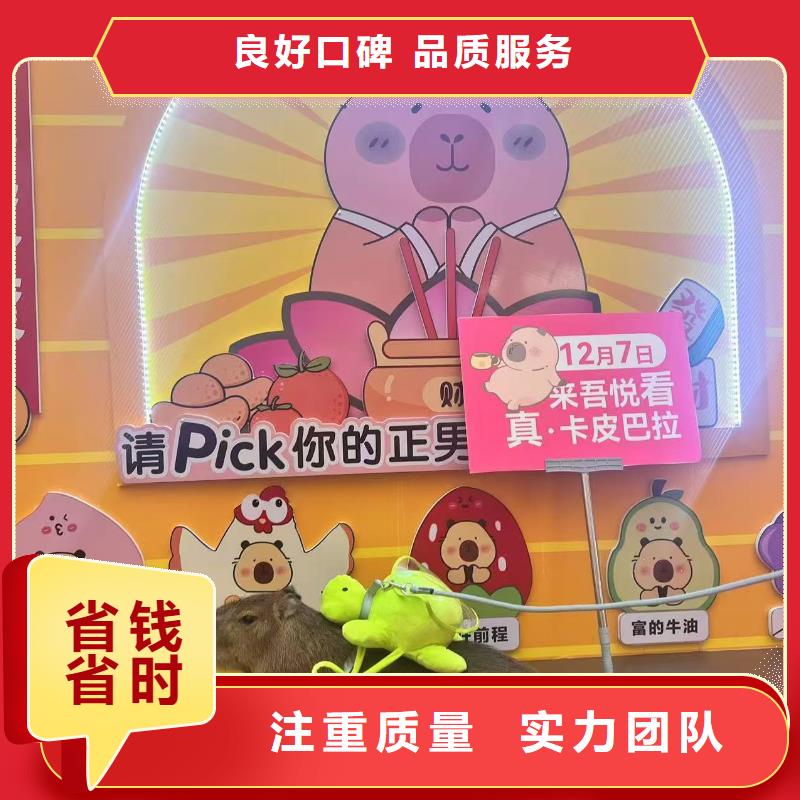 水豚出租公司_兮洋动物展览有限公司