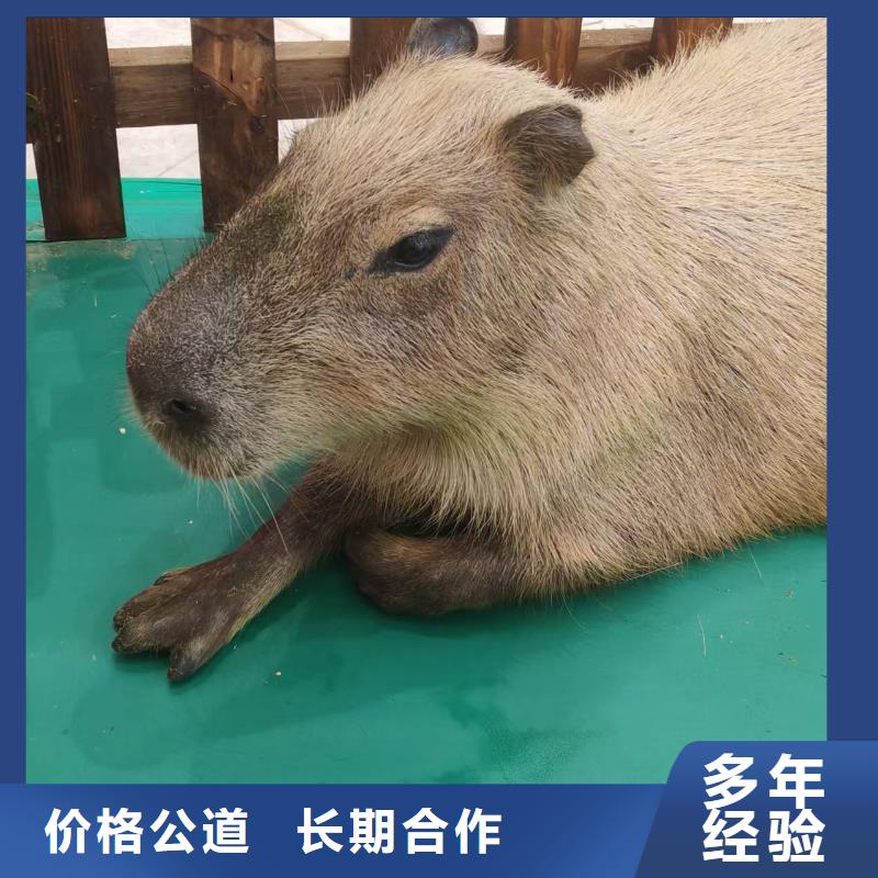 靠谱的检疫标准公司