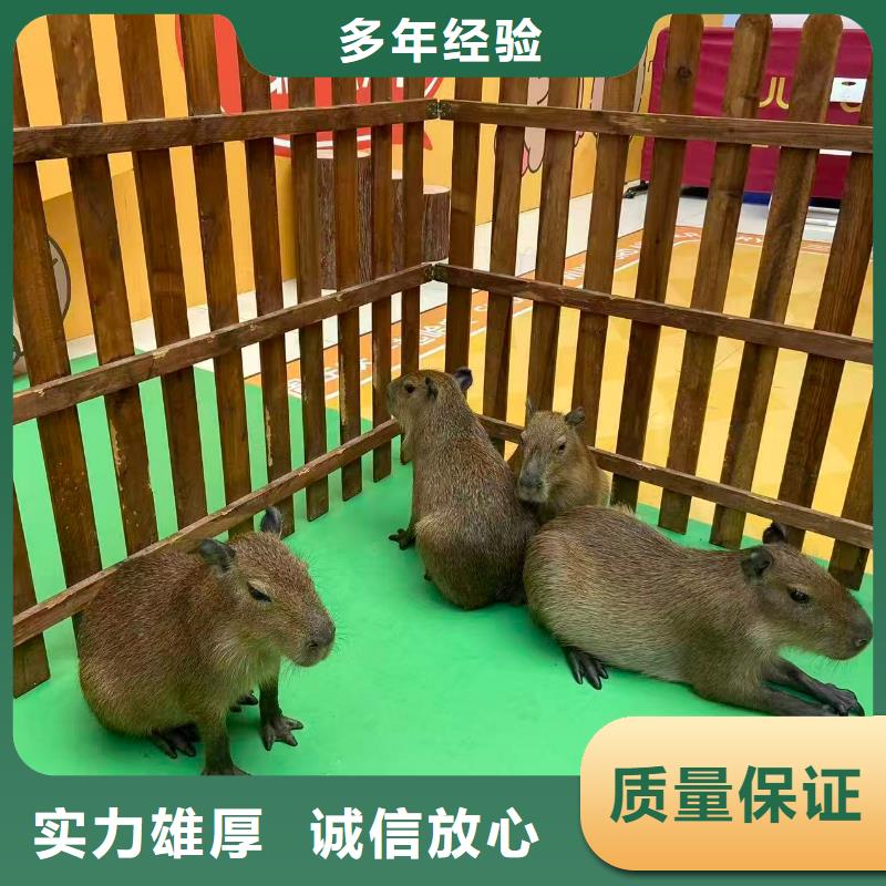 水豚出租公司_兮洋动物展览有限公司