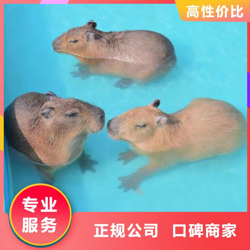 供应批发养殖基地-保量