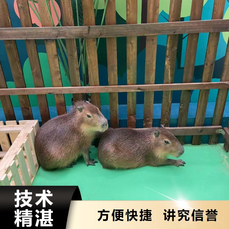 水豚出租公司_兮洋动物展览有限公司