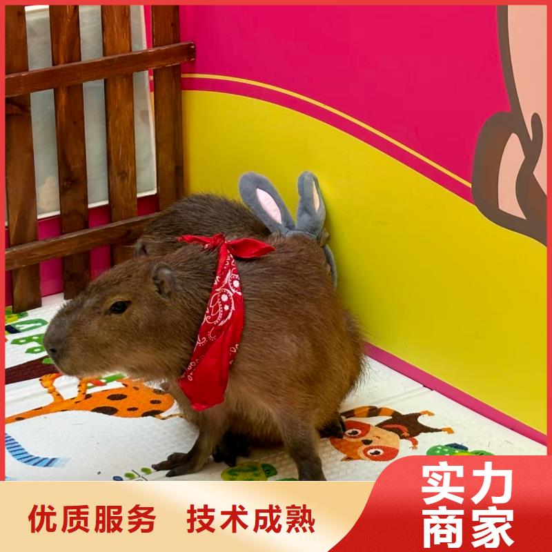 水豚出租公司_兮洋动物展览有限公司