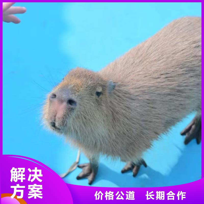 采购检疫标准必看-图文介绍