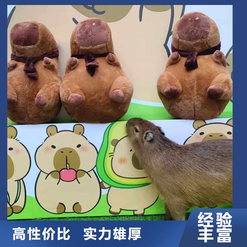 经验丰富的策划基地