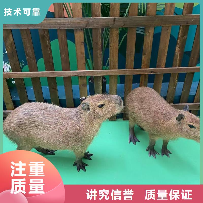 水豚出租公司_兮洋动物展览有限公司