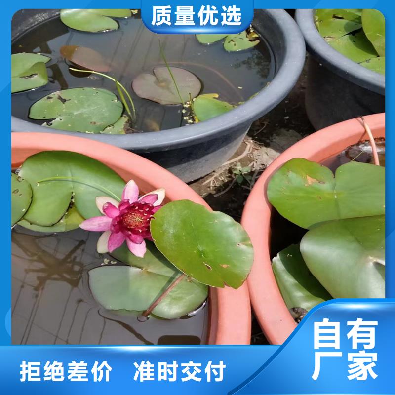 观赏荷花苗费用
