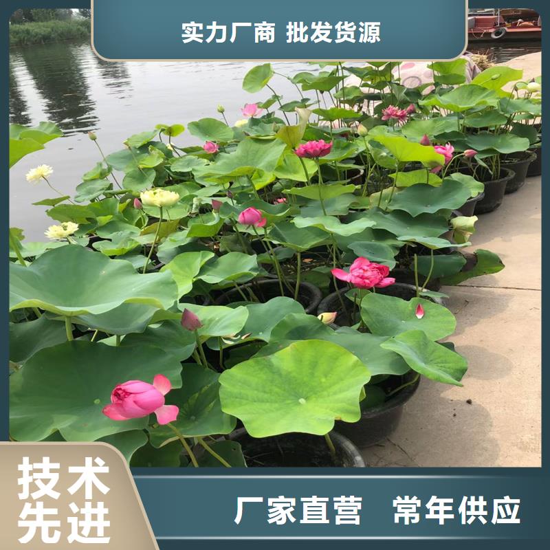 重瓣荷花苗源头厂家
