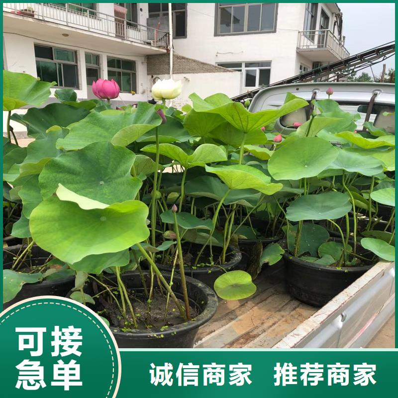 碗莲苗畅销全国