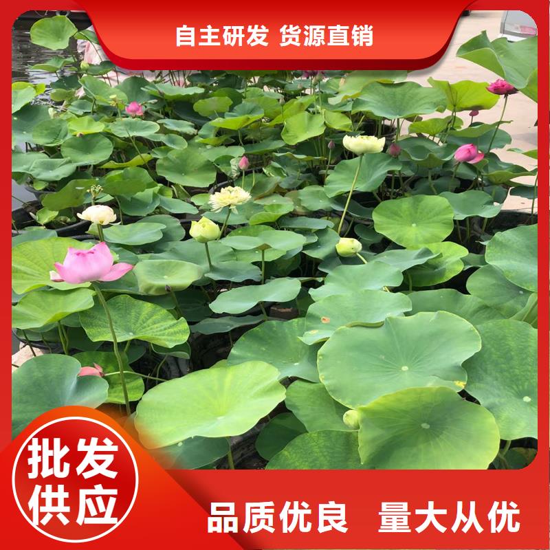 纯白荷花苗承接公司