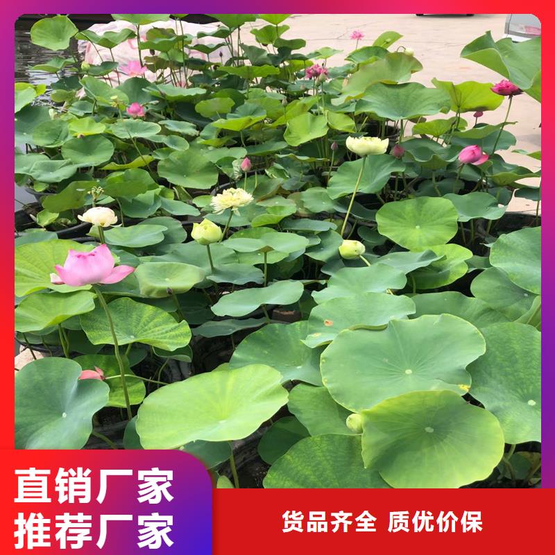 池塘荷花苗实力厂家