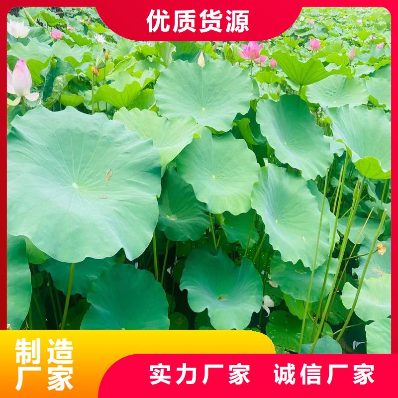 纯白荷花苗承接公司