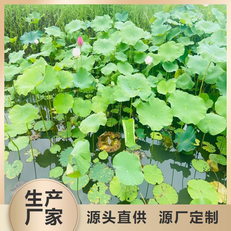 重瓣荷花苗以诚为本