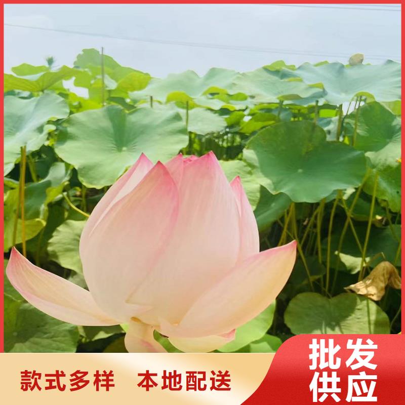 碗莲苗畅销全国