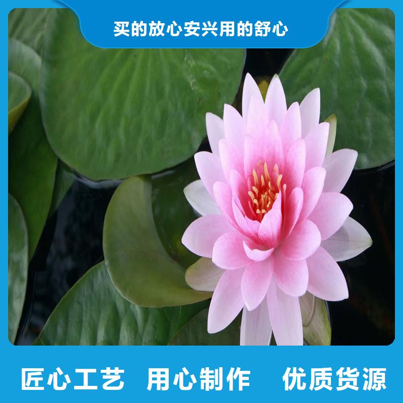 莲藕苗甄选厂家