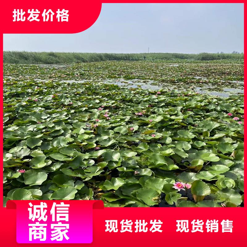 莲藕苗甄选厂家