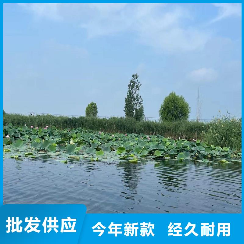 种植荷花苗-生产厂家