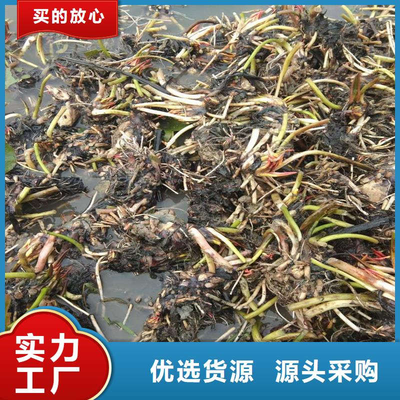 规格齐全的莲藕种苗销售厂家